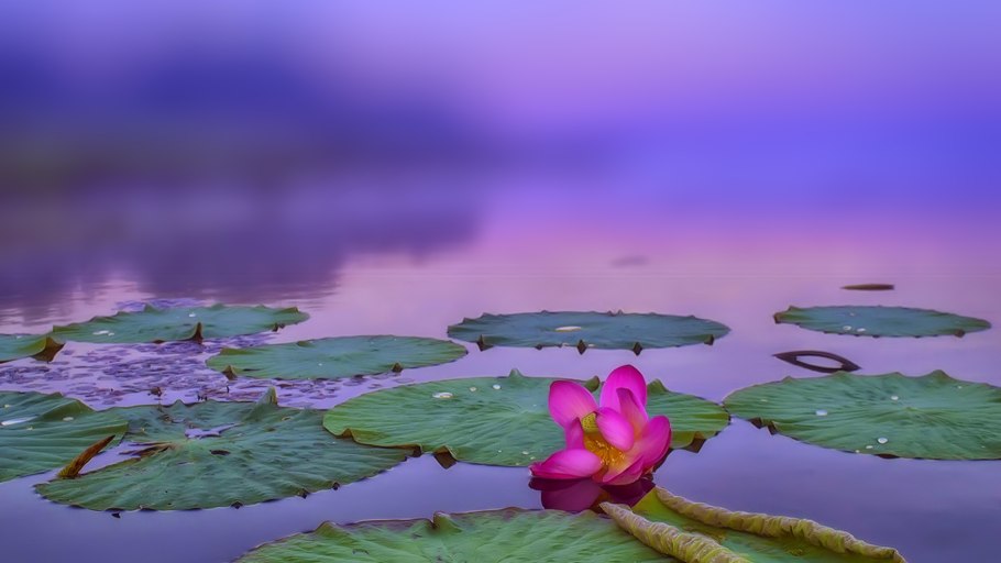 Гидрофиты кувшинка