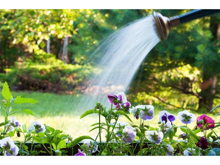 Полив растений