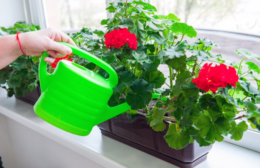 Полив из лейки