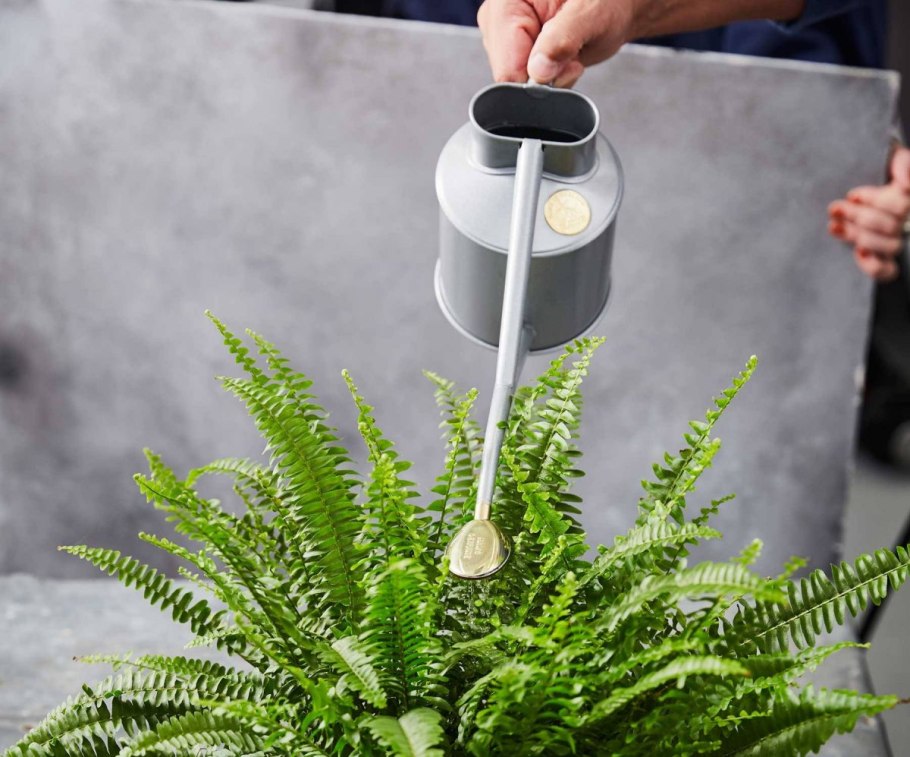 Лейка для полива цветов