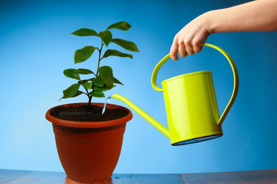 Комнатные цветы полив