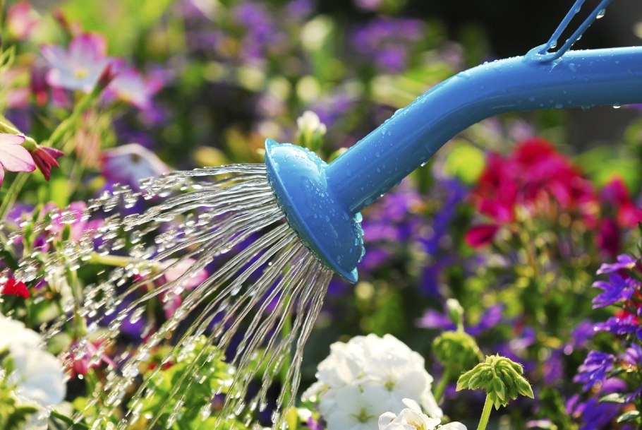 Полив растений