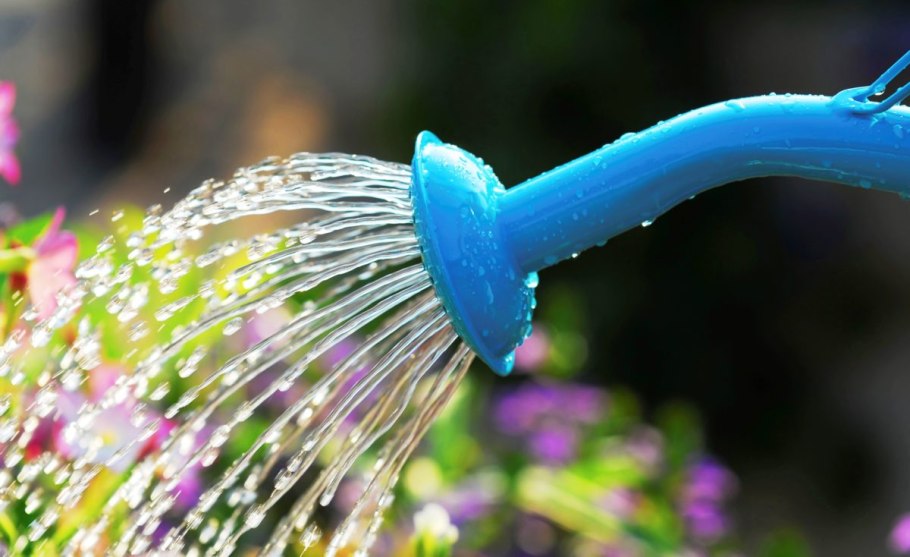 Полив комнатных растений