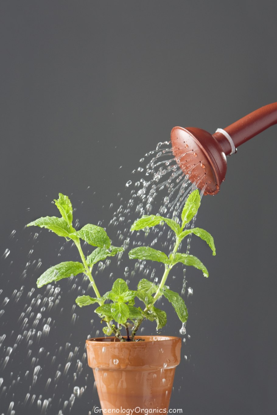 Шланги для полива огорода