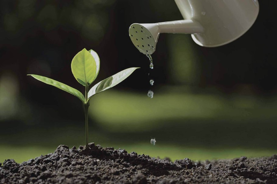 Полив овощей