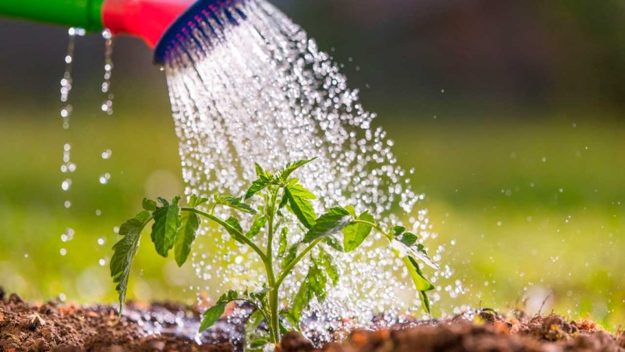 Поливать огород