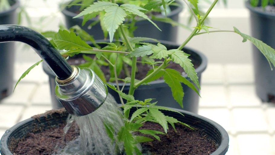 Комнатные растения без полива