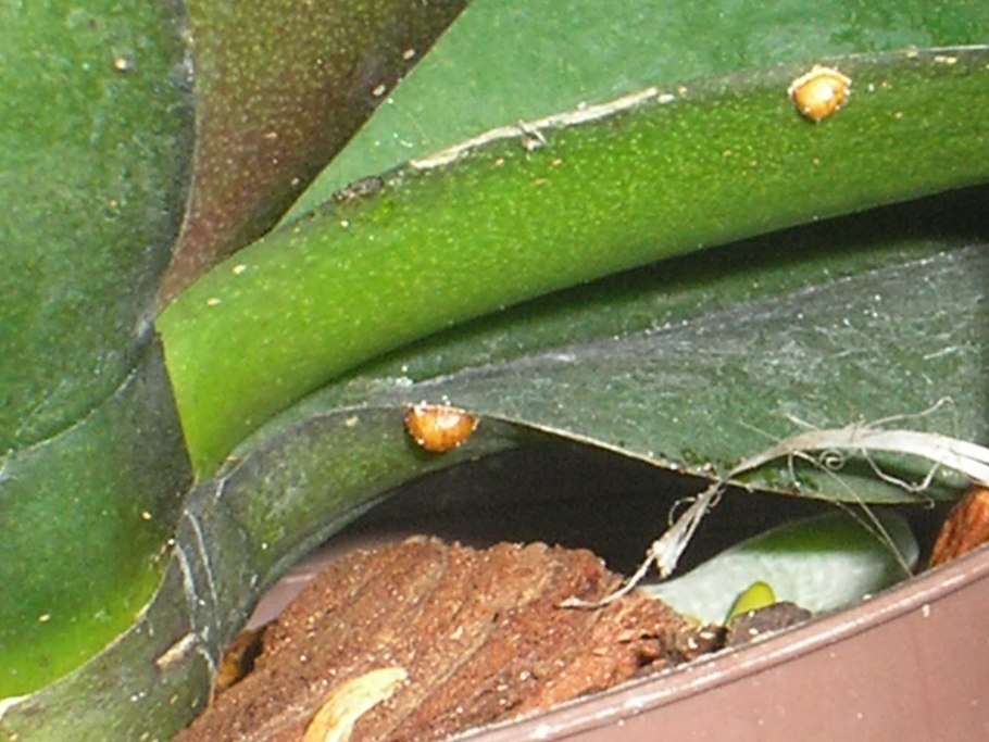 Leaves turn Yellow Indoor Plant