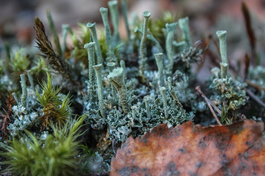 Моховидные растения сфагнум