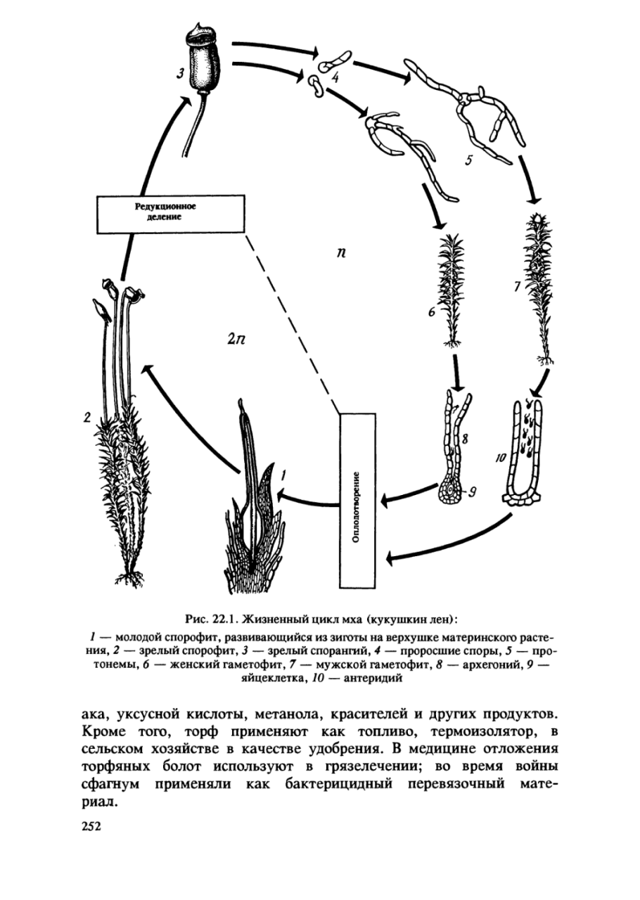 Антеридии и архегонии Кукушкин лен