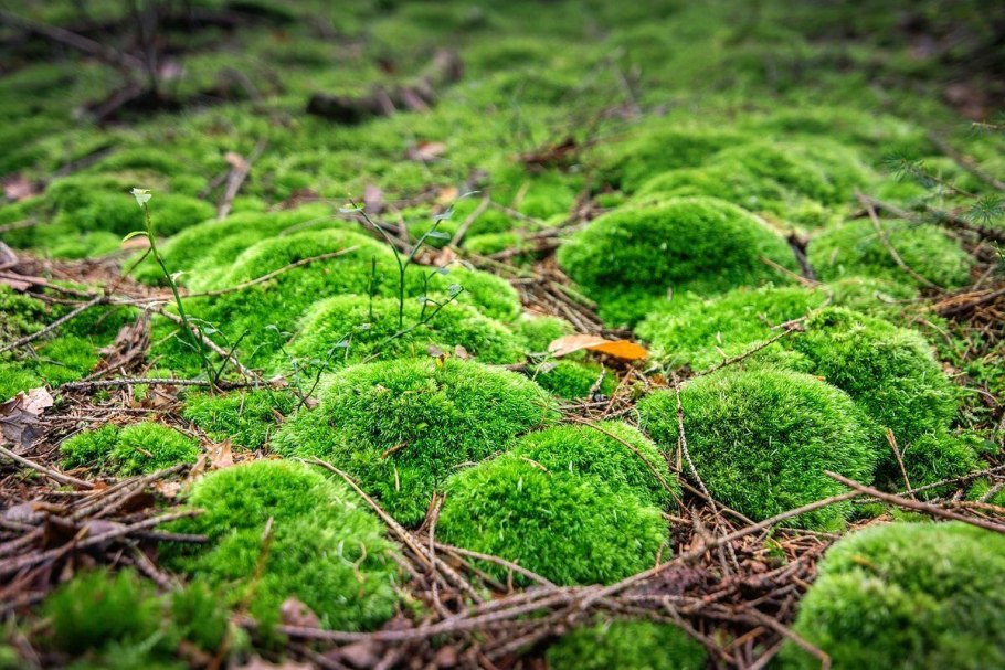 Мох Катаринея