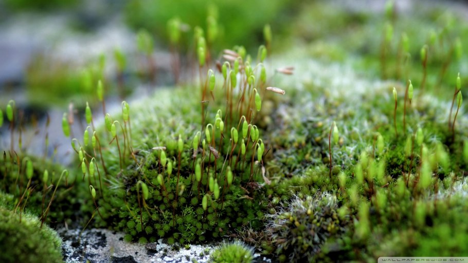 Плаун моховидный