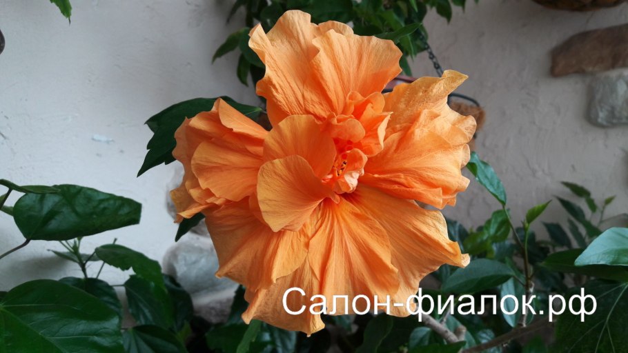 Гибискус Laluna Yellow