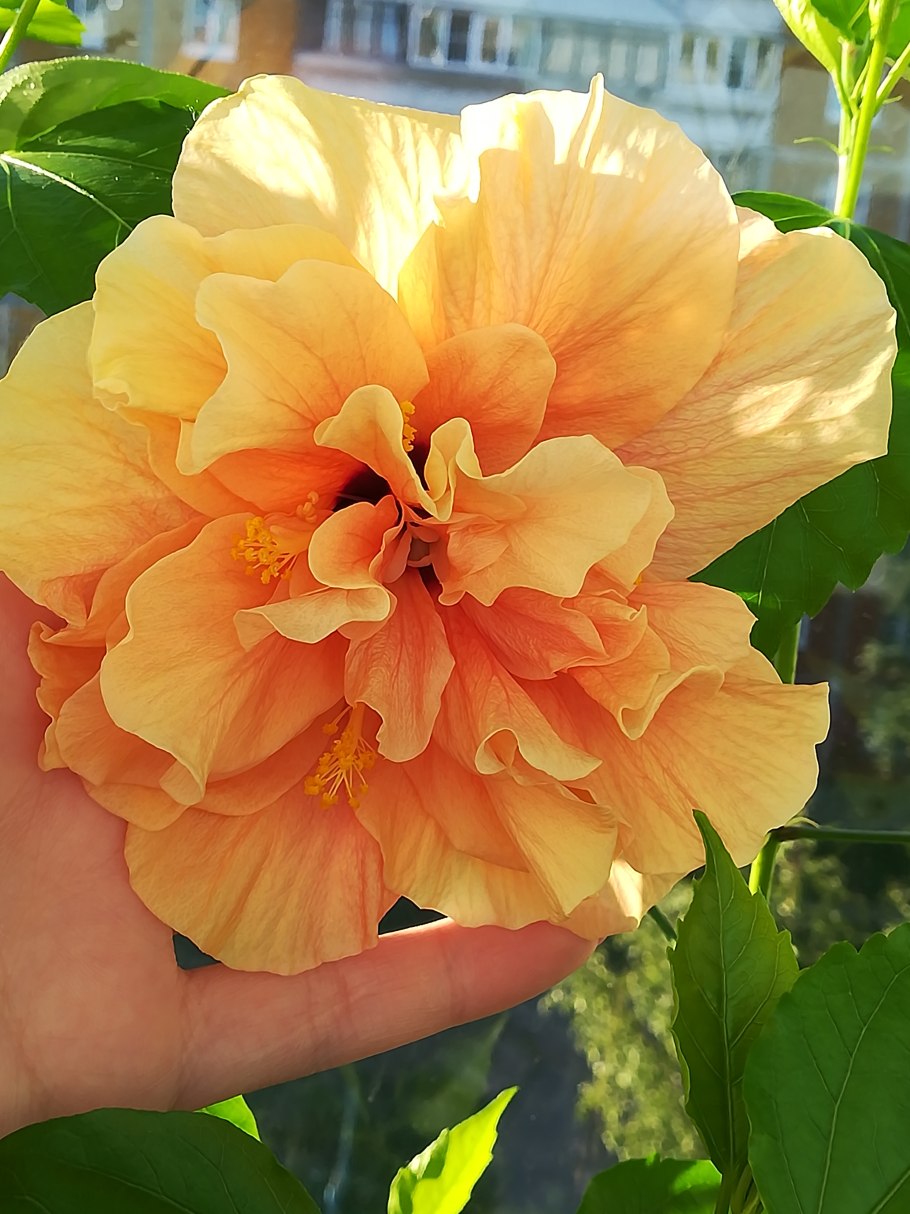 Гибискус Double Yellow