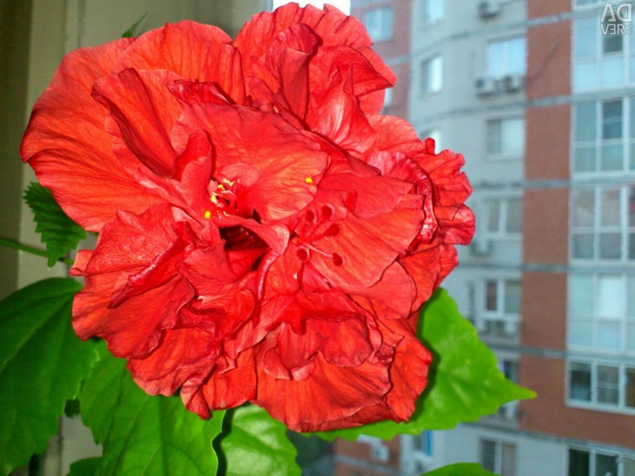 Гибискус коралловый махровый