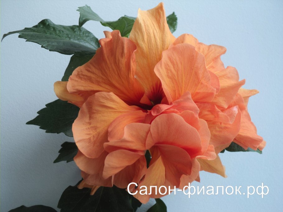 Гибискус цветок оранж