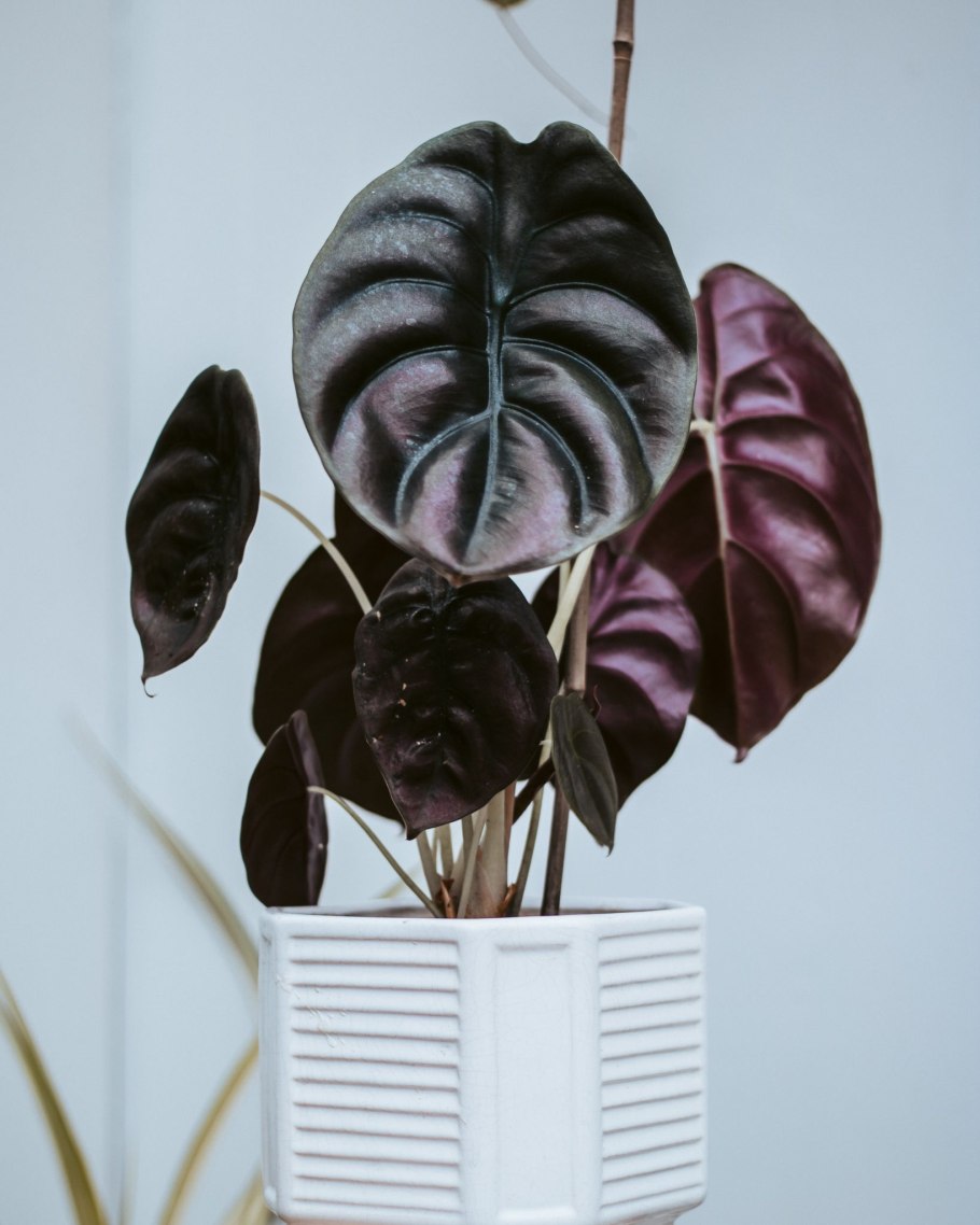 Алоказия Frydek