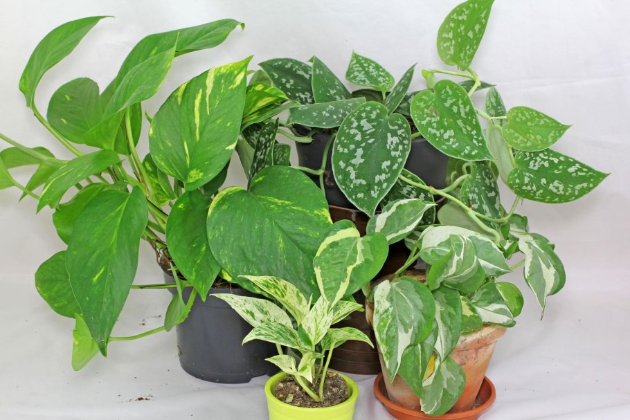 Диффенбахия Тропик Марианна