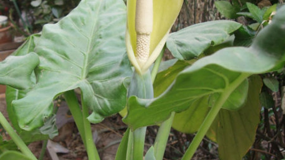 Алоказия клобучковая цветок