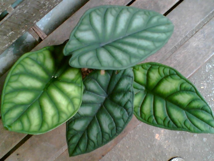 Алоказия драгон скале