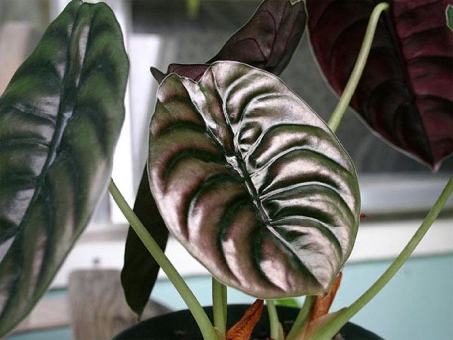 Филодендрон пастазанум