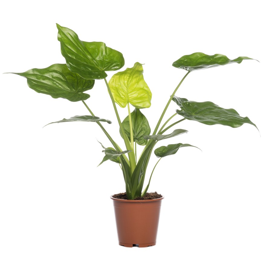 Каладиум Каролина