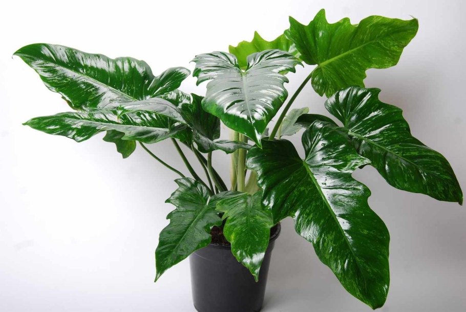 Алоказия Кобра