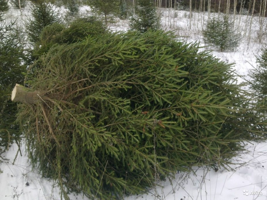 Ель Мейера (Picea meyeri)