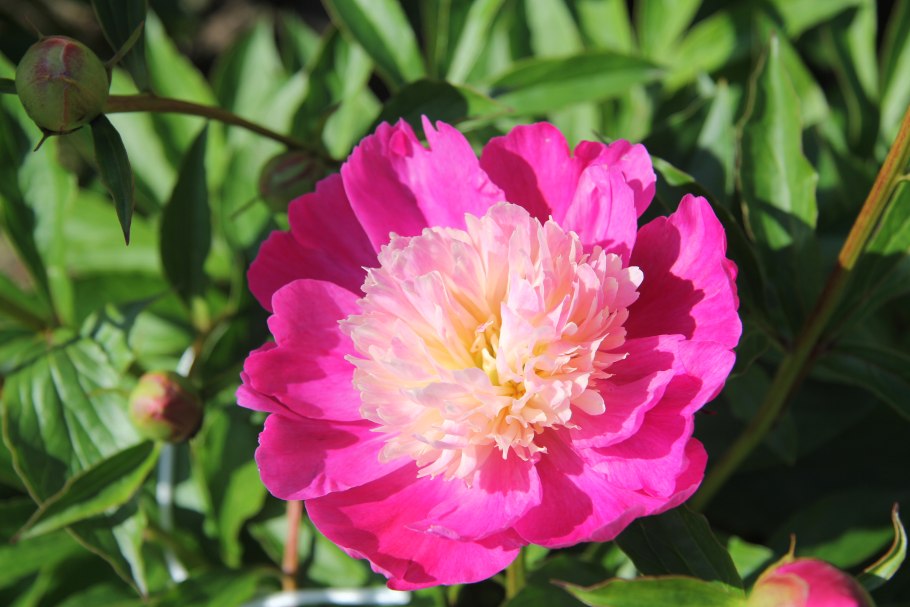 Пион Боул Бьюти