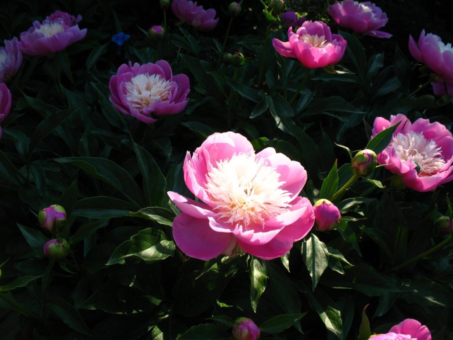 Пион молочноцветковый Bowl of Beauty