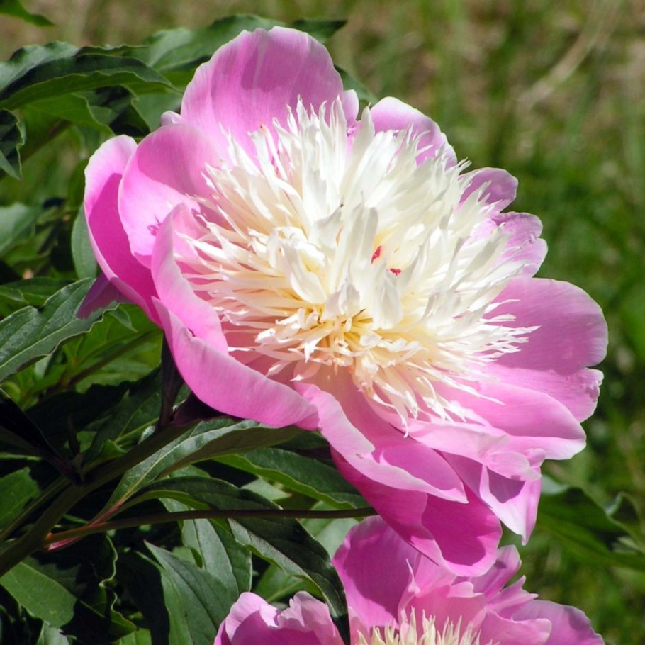 Пион молочноцветковый Bowl of Beauty