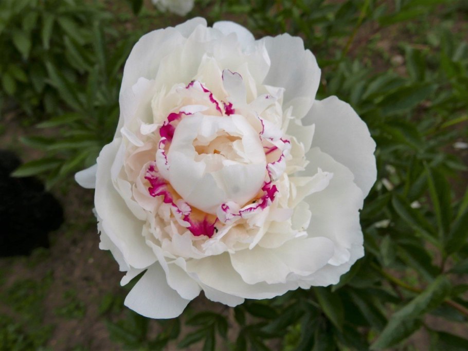 Лилия Боул оф Бьюти