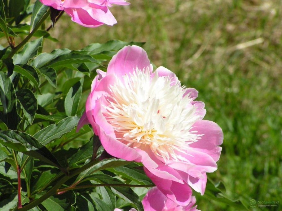 Пион Голден Боул