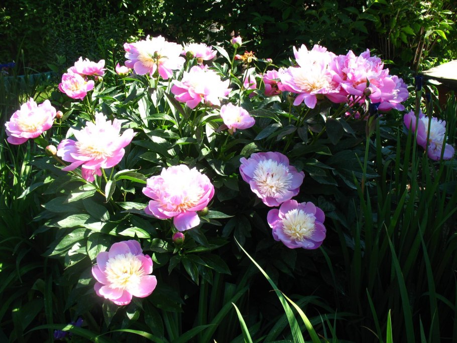 Пион молочноцветковый Bowl of Beauty