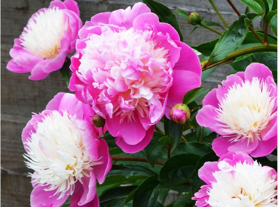 Пион молочноцветковый Bowl of Beauty