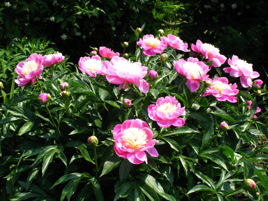 Тюльпан Боул оф Бьюти