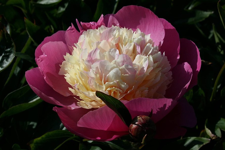 Пион Bowl of Love