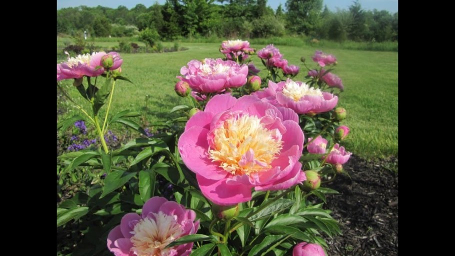 Bowl of Beauty (Globe of Light) пион