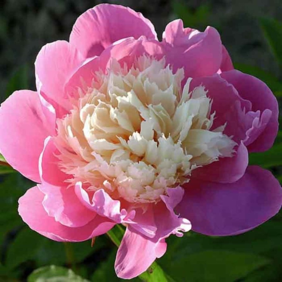 Тюльпан Боул оф Бьюти