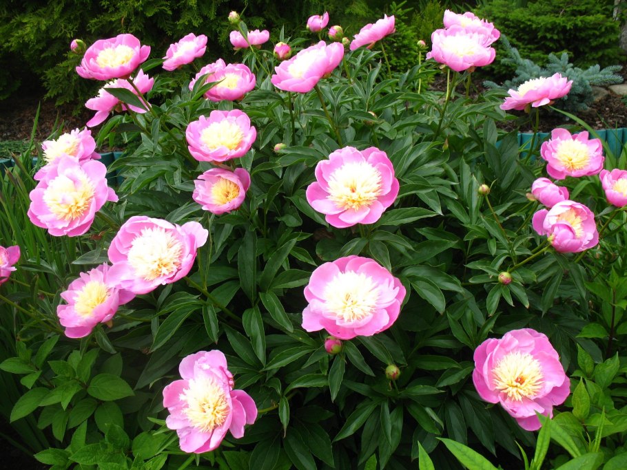 Пион Bowl of Beauty