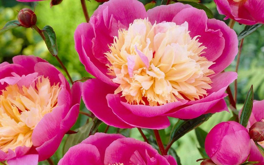 Пион Bowl of Beauty