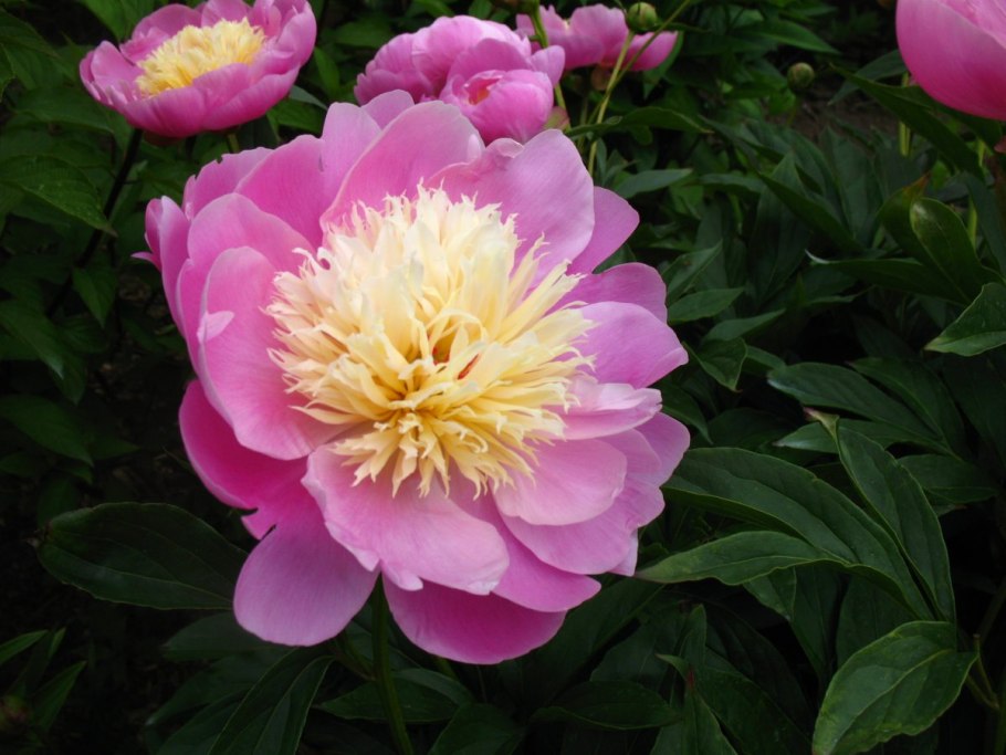 Пион Джакорма