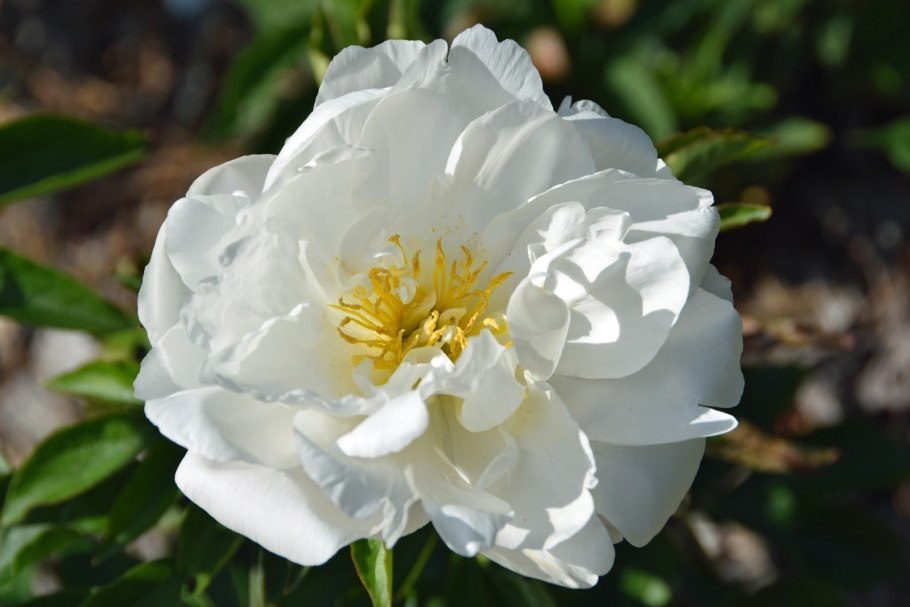 Тюльпан Боул оф Бьюти 5 шт.