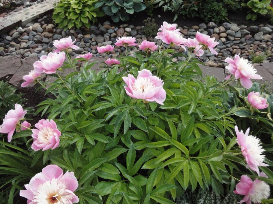 Лилия Боул оф Бьюти