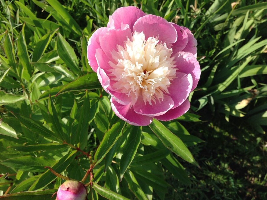 Пион молочноцветковый Bowl of Beauty