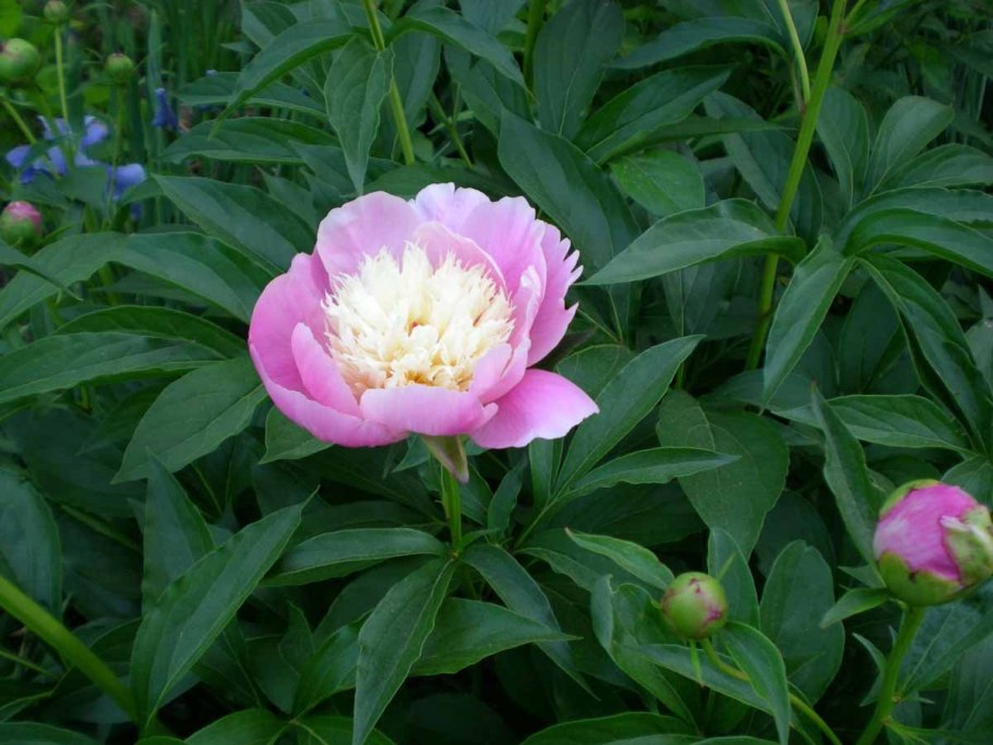 Пион травянистый Боул оф Бьюти