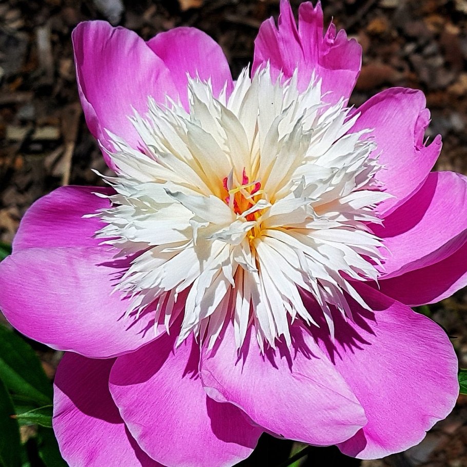 Пион Bowl of Beauty