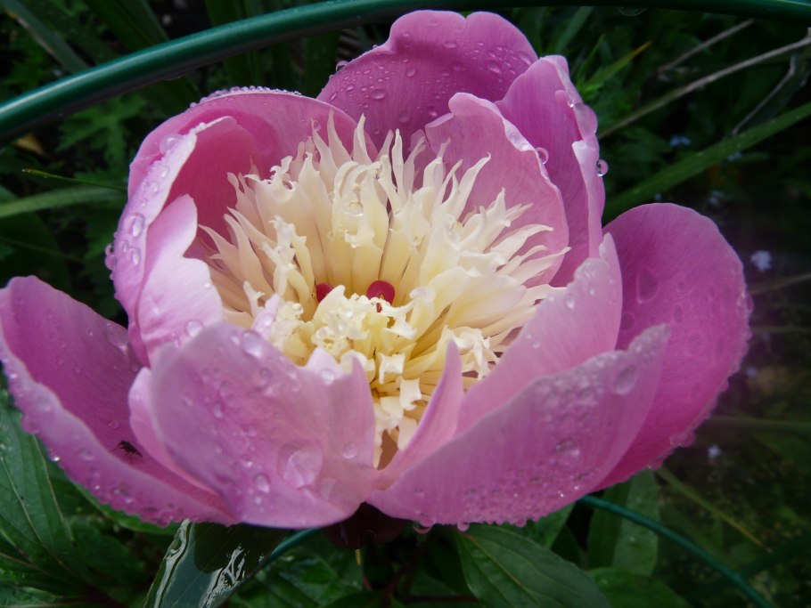 Пион Боул Бьюти