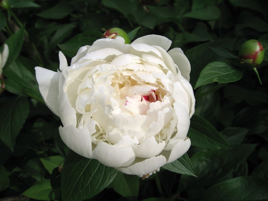 Пион Bowl of Cream