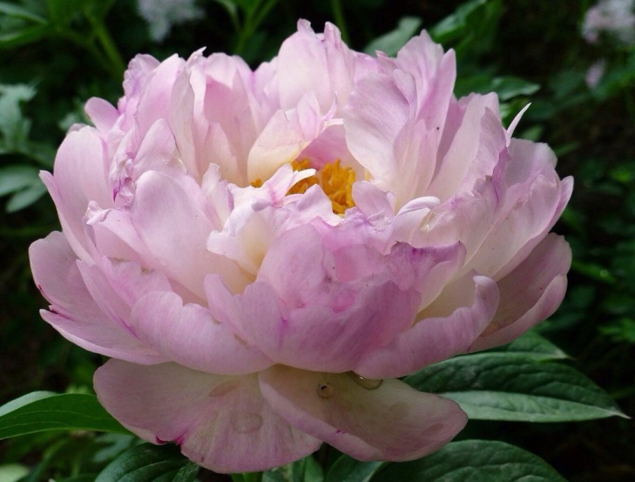 Пион молочноцветковый Oslo